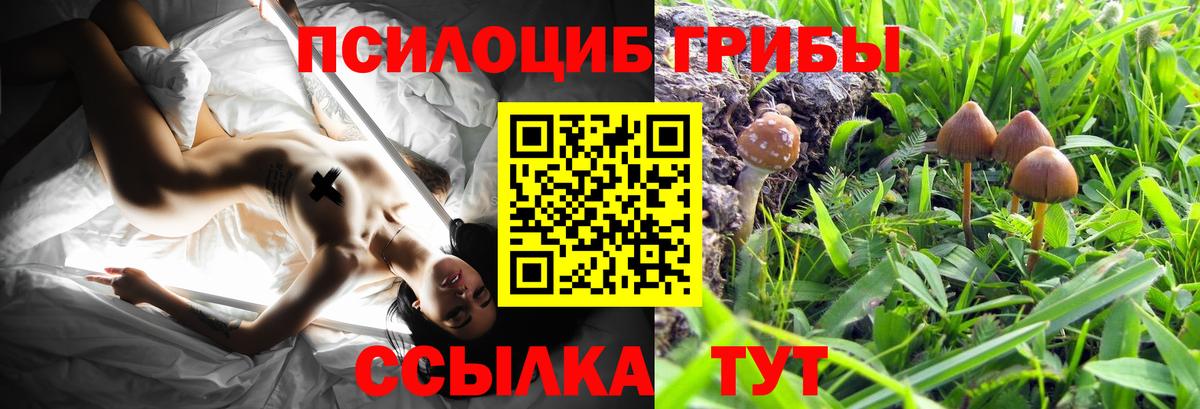 Галлюциногенные грибы Psilocybe Тверь