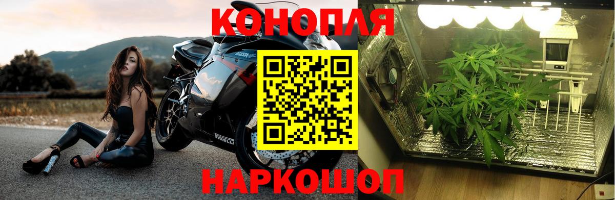 Марихуана сатива Тверь